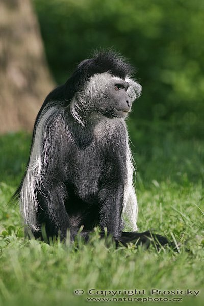 Gueréza angolská (Colobus angolensis palliatus), Gueréza angolská (Colobus angolensis palliatus), Angolan Black-and-white Colobus Monkey, Autor: Ondřej Prosický, Model aparátu: Canon EOS 300D DIGITAL, Objektiv: Canon EF 400mm f/5.6 L USM, monopod Manfrotto 681B + 234RC, Doba expozice: 1/320 s, Clona: 5.60, ISO: 100, Kompenzace expozice: 0, Vytvořeno: 16.5.2005 8:17, ZOO Plzeň (ČR)