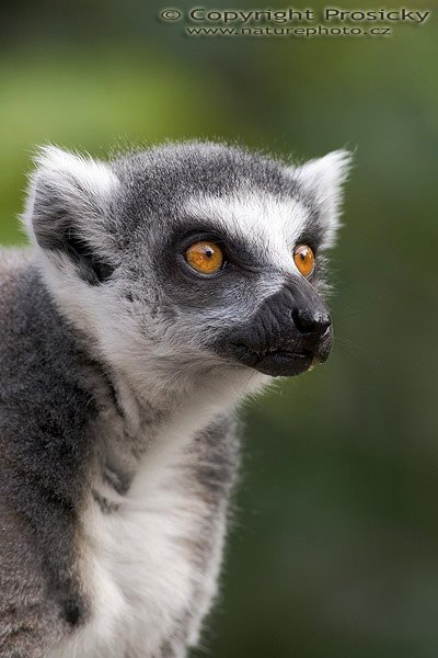 Lemur kata (Lemur catta), Lemur kata (Lemur catta), Ring-tailed Lemur, Autor: Ondřej Prosický, Model aparátu: Canon EOS 20D, Objektiv: Canon EF 400mm f/5.6 L USM, monopod Manfrotto 681B + 234RC, Doba expozice: 1/200 s, Clona: 5.60, ISO: 400, Kompenzace expozice: 0, Režim měření expozice: Průměr, Vytvořeno: 17.9.2005 16:27, ZOO Plzeň (ČR) 