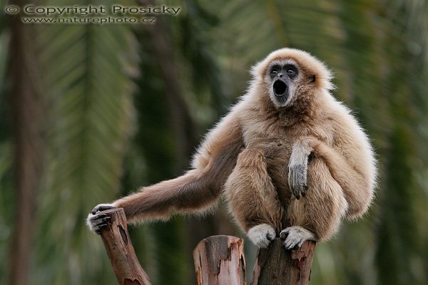 Gibon lar (Hylobates lar), Gibon lar (Hylobates lar), White-handed gibbon, Autor: Ondřej Prosický, Model aparátu: Canon EOS 20D, Objektiv: Canon EF 400mm f/5.6 L USM, stativ Gitzo 1227 + 1377M, Doba expozice: 1/500 s, Clona: 5.60, ISO: 400, Kompenzace expozice: 0, Vytvořeno: 30.1.2006 11:24, ZOO Palmitos Park, Gran Canaria (Kanárské ostrovy) 
