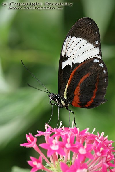 Cyndo Longwing (Heliconius cyndo chioneus), Cyndo Longwing (Heliconius cyndo chioneus), Autor: Ondřej Prosický, Model aparátu: Canon EOS 20D, Objektiv: Canon EF 100mm f/2.8 Macro USM, fotografováno z ruky, Doba expozice: 1/125 s, Clona: 4.50, ISO: 200, Kompenzace expozice: -1/3, 30.12.2005, Parasío de las Mariposas, México, D.F. (Mexiko)