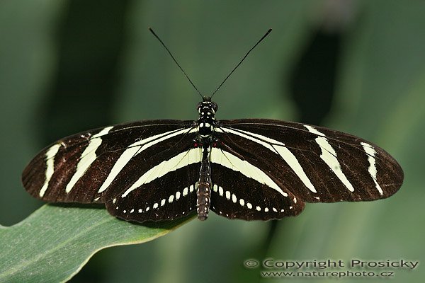 Zebra Longwing (Heliconius charitonia), Zebra Longwing (Heliconius charitonia), Autor: Ondřej Prosický, Model aparátu: Canon EOS 20D, Objektiv: Canon EF 100mm f/2.8 Macro USM, fotografováno z ruky, Doba expozice: 1/160 s, Clona: 4.50, ISO: 100, Kompenzace expozice: -2/3, Blesk: ne, Vytvořeno: 30.12.2005, Parasío de las Mariposas, México, D.F. (Mexiko)