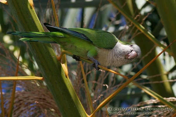 Papoušek mniší (Myiopsitta monachus), Papoušek mniší (Myiopsitta monachus), Monk parakeet, Autor: Ondřej Prosický, Model aparátu: Canon EOS 20D, Objektiv: Canon EF 400mm f/5.6 L USM, stativ Gitzo 1227 + 1377M, Doba expozice: 1/320 s, Clona: 6.30, ISO: 100, Kompenzace expozice: -1/3 EV, Blesk: ne, Vytvořeno: 2.2.2006 13:22, Maspalomas, Gran Canaria (Kanárské ostrovy)
= Mníšek šedý (Myiopsitta monacha)