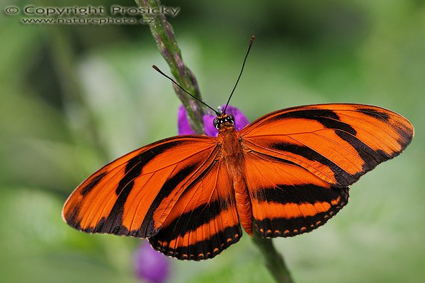 Banded Orange (Dryadula phaetusa), Banded Orange (Dryadula phaetusa), Autor: Ondřej Prosický, Model aparátu: Canon EOS 20D, Objektiv: Canon EF 100mm f/2.8 Macro USM, fotografováno z ruky, Doba expozice: 1/400 s, Clona: 5.00, ISO: 400, Kompenzace expozice: 0, Blesk: ne, Vytvořeno: 30.12.2005, Parasío de las Mariposas, México, D.F. (Mexiko)