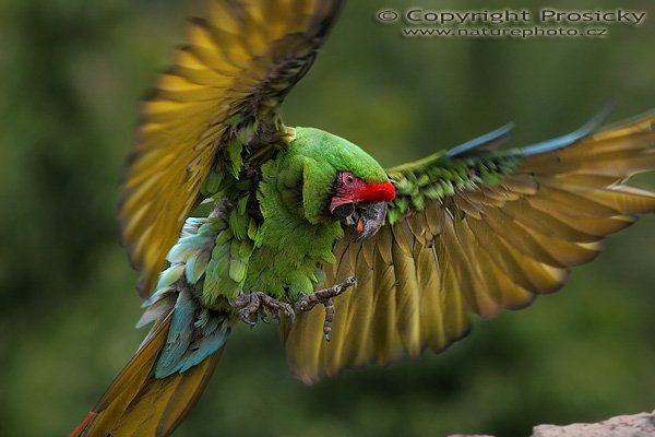 Ara zelený (Ara ambigua), Ara zelený (Ara ambigua), Great-Green Macaw, Autor: Ondřej Prosický, Model aparátu: Canon EOS 20D, Objektiv: Canon EF 400mm f/5.6 L USM, fotografováno z ruky, Doba expozice: 1/500 s, Clona: 6.30, ISO: 400, Kompenzace expozice: 0, Vytvořeno: 2.2.2006 13:22, Palmitos, Gran Canaria (Kanárské ostrovy)