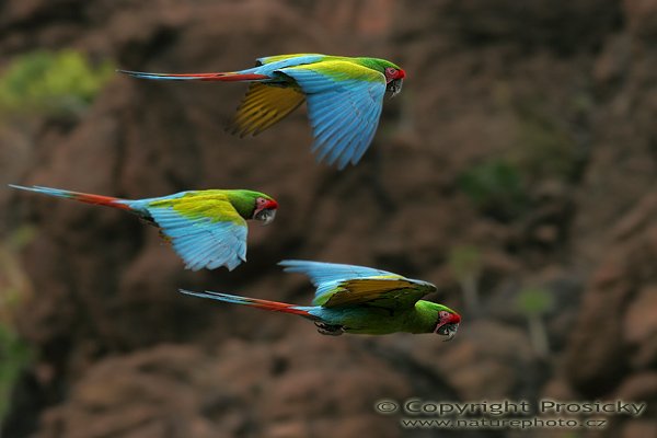 Ara zelený (Ara ambigua), Ara zelený (Ara ambigua), Great-Green Macaw, Autor: Ondřej Prosický, Model aparátu: Canon EOS 20D, Objektiv: Canon EF 400mm f/5.6 L USM, fotografováno z ruky, Doba expozice: 1/640 s, Clona: 6.30, ISO: 400, Kompenzace expozice: 0, Vytvořeno: 30.1.2006 16:45, Palmitos, Gran Canaria (Kanárské ostrovy)