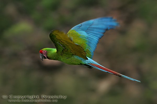 Ara zelený (Ara ambigua), Ara zelený (Ara ambigua), Great-Green Macaw, Autor: Ondřej Prosický, Model aparátu: Canon EOS 20D, Objektiv: Canon EF 400mm f/5.6 L USM, fotografováno z ruky, Doba expozice: 1/640 s, Clona: 6.30, ISO: 400, Kompenzace expozice: 0, Vytvořeno: 30.1.2006 16:49, Palmitos, Gran Canaria (Kanárské ostrovy)