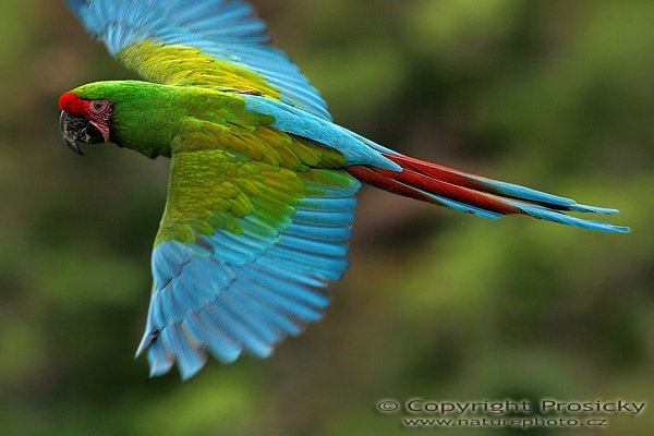 Ara zelený (Ara ambigua), Ara zelený (Ara ambigua), Great-Green Macaw, Autor: Ondřej Prosický, Model aparátu: Canon EOS 20D, Objektiv: Canon EF 400mm f/5.6 L USM, fotografováno z ruky, Doba expozice: 1/640 s, Clona: 6.30, ISO: 400, Kompenzace expozice: 0, Vytvořeno: 30.1.2006 16:49, Palmitos, Gran Canaria (Kanárské ostrovy)