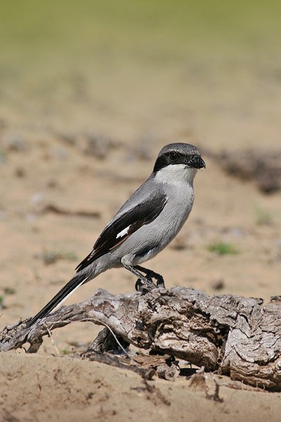 Ťuhýk šedý (Lanius excubitor), Ťuhýk šedý (Lanius excubitor), Northern Shrike, Autor: Ondřej Prosický, Model aparátu: Canon EOS 20D, Objektiv: Canon EF 400mm f/5.6 L USM, stativ Gitzo 1227 + 1377M, Doba expozice: 1/640 s, Clona: 7.10, ISO: 100, Kompenzace expozice: -1/3 EV, Blesk: ne, Vytvořeno: 2. února 2006 12:01, Dunas de Maspalomas, Gran Canaria (Kanárské ostrovy)