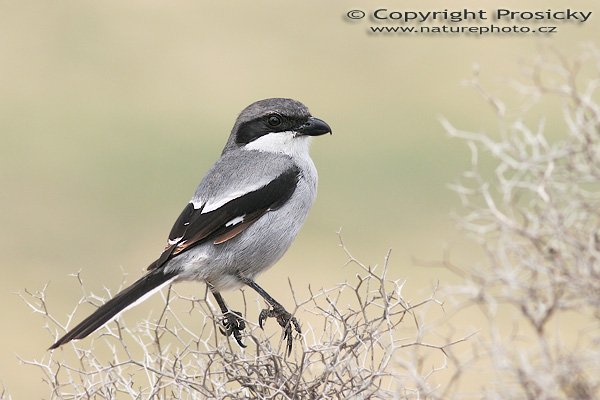 Ťuhýk šedý (Lanius excubitor), Ťuhýk šedý (Lanius excubitor), Northern Shrike, Autor: Ondřej Prosický, Model aparátu: Canon EOS 20D, Objektiv: Canon EF 400mm f/5.6 L USM, stativ Gitzo 1227 + 1377M, Doba expozice: 1/400 s, Clona: 7.10, ISO: 200, Kompenzace expozice: +2/3 EV, Blesk: ne, Vytvořeno: 3. února 2006 14:37, Dunas de Maspalomas, Gran Canaria (Kanárské ostrovy)