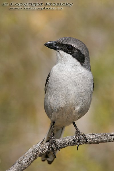 Ťuhýk šedý (Lanius excubitor), Ťuhýk šedý (Lanius excubitor), Northern Shrike, Autor: Ondřej Prosický, Model aparátu: Canon EOS 20D, Objektiv: Canon EF 400mm f/5.6 L USM, stativ Gitzo 1227 + 1377M, Doba expozice: 1/250 s, Clona: 7.10, ISO: 100, Kompenzace expozice: +2/3 EV, Blesk: ano (externí Sigma EF-500 DG Super, korekce -2/3 EV), Vytvořeno: 3. února 2006 14:41, Dunas de Maspalomas, Gran Canaria (Kanárské ostrovy)