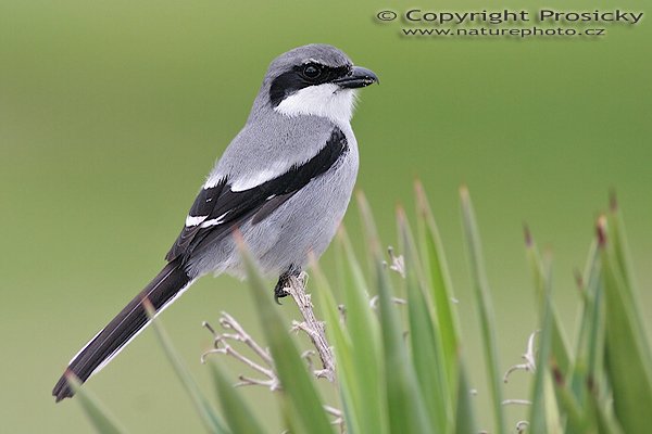 Ťuhýk šedý (Lanius excubitor), Ťuhýk šedý (Lanius excubitor), Northern Shrike, Autor: Ondřej Prosický, Model aparátu: Canon EOS 20D, Objektiv: Canon EF 400mm f/5.6 L USM, stativ Gitzo 1227 + 1377M, Doba expozice: 1/200 s, Clona: 5.60, ISO: 200, Kompenzace expozice: +2/3 EV, Blesk: ne, Vytvořeno: 3. února 2006 17:37, Dunas de Maspalomas, Gran Canaria (Kanárské ostrovy)