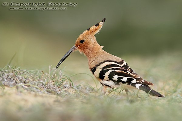 Dudek chocholatý (Upupa epops), Dudek chocholatý (Upupa epops), Hoopoe, Autor: Ondřej Prosický, Model aparátu: Canon EOS 20D, Objektiv: Canon EF 400mm f/5.6 L USM, stativ Gitzo 1227 + 1377M, Doba expozice: 1/250 s, Clona: 7.10, ISO: 100, Kompenzace expozice: +1/3 EV, Blesk: ne, Vytvořeno: 3. února 2006 14:22, Dunas de Maspalomas, Gran Canaria (Kanárské ostrovy)