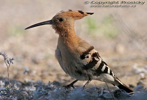 Dudek chocholatý (Upupa epops), Dudek chocholatý (Upupa epops), Hoopoe, Autor: Ondřej Prosický, Model aparátu: Canon EOS 20D, Objektiv: Canon EF 400mm f/5.6 L USM, stativ Gitzo 1227 + 1377M, Doba expozice: 1/250 s, Clona: 7.10, ISO: 100, Kompenzace expozice: +1/3 EV, Blesk: ne, Vytvořeno: 2. února 2006 10:42, Dunas de Maspalomas, Gran Canaria (Kanárské ostrovy)