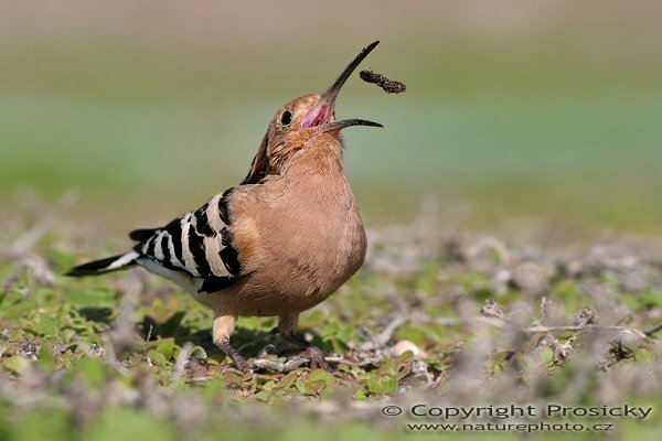 Dudek chocholatý (Upupa epops), Dudek chocholatý (Upupa epops), Hoopoe, Autor: Ondřej Prosický, Model aparátu: Canon EOS 20D, Objektiv: Canon EF 400mm f/5.6 L USM, stativ Gitzo 1227 + 1377M, Doba expozice: 1/800 s, Clona: 6.30, ISO: 100, Kompenzace expozice: -1/3 EV, Blesk: ne, Vytvořeno: 29. ledna 2006 11:58, Dunas de Maspalomas, Gran Canaria (Kanárské ostrovy)