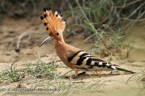 Dudek chocholatý (Upupa epops), Dudek chocholatý (Upupa epops), Hoopoe, Autor: Ondřej Prosický, Model aparátu: Canon EOS 20D, Objektiv: Canon EF 400mm f/5.6 L USM, stativ Gitzo 1227 + 1377M, Doba expozice: 1/250 s, Clona: 7.10, ISO: 100, Kompenzace expozice: +1/3 EV, Blesk: ne, Vytvořeno: 3. února 2006 14:16, Dunas de Maspalomas, Gran Canaria (Kanárské ostrovy)