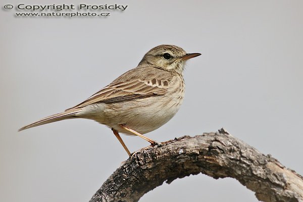 Linduška lesní (Anthus trivialis), Linduška lesní (Anthus trivialis), Tree Pipit, Autor: Ondřej Prosický, Model aparátu: Canon EOS 20D, Objektiv: Canon EF 400mm f/5.6 L USM, stativ Gitzo 1227 + 1377M, Doba expozice: 1/640 s, Clona: 6.30, ISO: 100, Kompenzace expozice: +1/3 EV, Blesk: ne, Vytvořeno: 29. ledna 2006 13:19, Dunas de Maspalomas, Gran Canaria (Kanárské ostrovy)