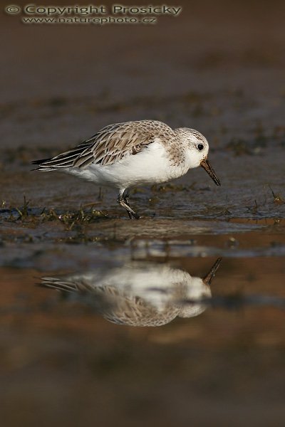 Jespák písečný (Calidris alba), Jespák písečný (Calidris alba), Little Stint, Autor: Ondřej Prosický, Model aparátu: Canon EOS 20D, Objektiv: Canon EF 400mm f/5.6 L USM, stativ Gitzo 1227 + 1377M, Doba expozice: 1/800 s, Clona: 6.30, ISO: 100, Kompenzace expozice: -1/3 EV, Blesk: ne, Vytvořeno: 29. ledna 2006 10:39, řeka Maspalomas, Gran Canaria (Kanárské ostrovy)