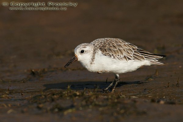 Jespák písečný (Calidris alba), Jespák písečný (Calidris alba), Sanderling, Autor: Ondřej Prosický, Model aparátu: Canon EOS 20D, Objektiv: Canon EF 400mm f/5.6 L USM, stativ Gitzo 1227 + 1377M, Doba expozice: 1/800 s, Clona: 6.30, ISO: 100, Kompenzace expozice: +1/3 EV, Blesk: ne, Vytvořeno: 29. ledna 2006 10:40, delta řeky Maspalomas, Gran Canaria (Kanárské ostrovy)