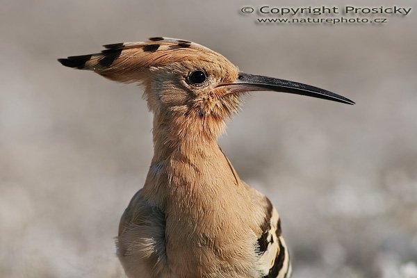 Dudek chocholatý (Upupa epops), Dudek chocholatý (Upupa epops), Hoopoe, Autor: Ondřej Prosický, Model aparátu: Canon EOS 20D, Objektiv: Canon EF 400mm f/5.6 L USM, stativ Gitzo 1227 + 1377M, Doba expozice: 1/400 s, Clona: 7.10, ISO: 100, Kompenzace expozice: +1/3 EV, Blesk: ne, Vytvořeno: 2. února 2006 10:42, Dunas de Maspalomas, Gran Canaria (Kanárské ostrovy)