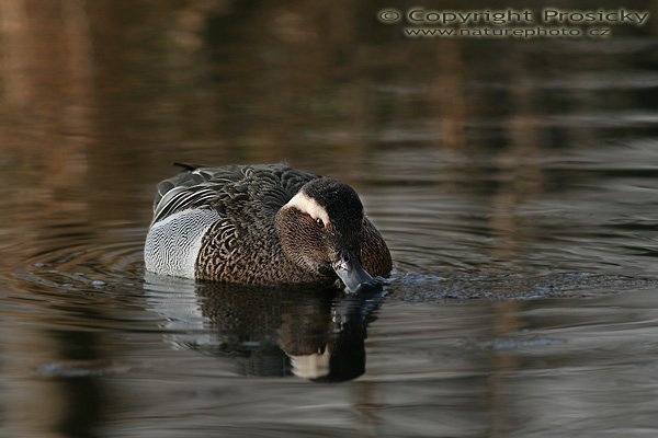 Čírka modrá (Anas querquedula), Čírka modrá (Anas querquedula), Garganey, Autor: Ondřej Prosický, Model aparátu: Canon EOS 20D, Objektiv: Canon EF 400mm f/5.6 L USM, stativ Gitzo 1227 + 1377M, Doba expozice: 1/250 s, Clona: 8.00, ISO: 200, Kompenzace expozice: -1/3 EV, Blesk: ne, Vytvořeno: 15. ledna 2006 13:58, Praha - Troja (ČR)