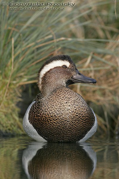 Čírka modrá (Anas querquedula), Čírka modrá (Anas querquedula), Garganey, Autor: Ondřej Prosický, Model aparátu: Canon EOS 20D, Objektiv: Canon EF 400mm f/5.6 L USM, stativ Gitzo 1227 + 1377M, Doba expozice: 1/250 s, Clona: 5.6, ISO: 200, Kompenzace expozice: +1/3 EV, Blesk: ne, Vytvořeno: 15. ledna 2006 15:19, Praha - Troja (ČR)