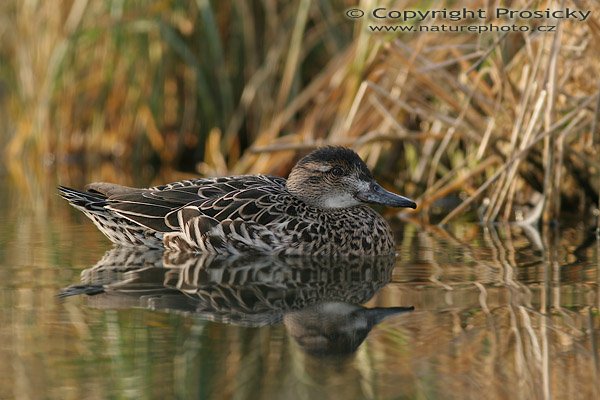 Čírka modrá (Anas querquedula), Čírka modrá (Anas querquedula), Garganey, Autor: Ondřej Prosický, Model aparátu: Canon EOS 20D, Objektiv: Canon EF 400mm f/5.6 L USM, stativ Gitzo 1227 + 1377M, Doba expozice: 1/250 s, Clona: 5.60, ISO: 200, Kompenzace expozice: 0 EV, Blesk: ne, Vytvořeno: 15. ledna 2006 14:04, Praha - Troja (ČR)