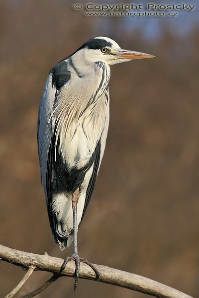 Volavka popelavá (Ardea cinerea), Volavka popelavá (Ardea cinerea), Grey Heron, Autor: Ondřej Prosický, Model aparátu: Canon EOS 20D, Objektiv: Canon EF 400mm f/5.6 L USM, stativ Gitzo 1227 + 1377M, Doba expozice: 1/250 s, Clona: 7.10, ISO: 100, Kompenzace expozice: +1/3 EV, Blesk: ne, Vytvořeno: 15. ledna 2006 14:23, u Vltavy, Praha - Troja (ČR)