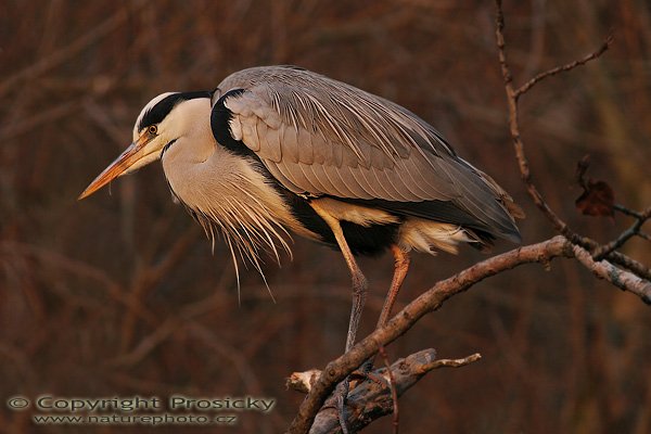 Volavka popelavá (Ardea cinerea), Volavka popelavá (Ardea cinerea), Grey Heron, Autor: Ondřej Prosický, Model aparátu: Canon EOS 20D, Objektiv: Canon EF 400mm f/5.6 L USM, stativ Gitzo 1227 + 1377M, Doba expozice: 1/200 s, Clona: 6.30, ISO: 100, Kompenzace expozice: -1/3 EV, Blesk: ne, Vytvořeno: 15. ledna 2006 15:47, u Vltavy, Praha - Troja (ČR)