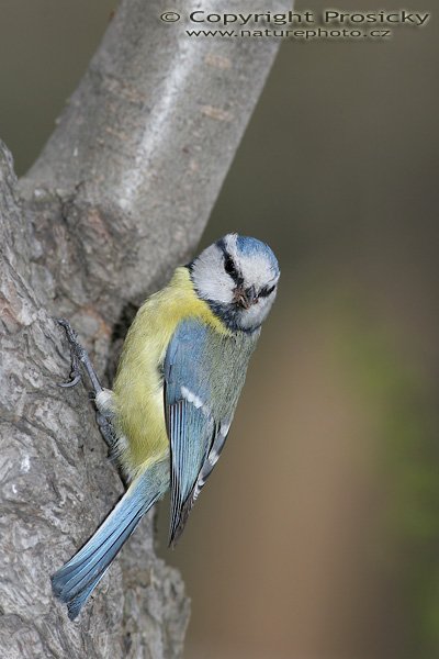 Sýkora modřinka (Parus caeruleus), Sýkora modřinka (Parus caeruleus), Autor: Ondřej Prosický, Model aparátu: Canon EOS 20D, Objektiv Canon EF 400mm f/5.6 L USM, Přepočtené ohnisko: 640 mm, stativ Gitzo 1227 + 1377M, Clona: 8.0, Doba expozice: 1/250 s, ISO: 400, Měření: celoplošné se zdůrazněným středem, Kompenzace expozice: 0, Blesk: Ano, externí + Better Beamer, korekce -2 EV), Vytvořeno: 17. dubna 2006 10:32, Praha - Troja (ČR)