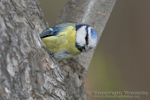 Sýkora modřinka (Parus caeruleus), Sýkora modřinka (Parus caeruleus), Autor: Ondřej Prosický, Model aparátu: Canon EOS 20D, Objektiv Canon EF 400mm f/5.6 L USM, Přepočtené ohnisko: 640 mm, stativ Gitzo 1227 + 1377M, Clona: 8.0, Doba expozice: 1/250 s, ISO: 400, Měření: celoplošné se zdůrazněným středem, Kompenzace expozice: 0, Blesk: Ano, externí + Better Beamer, korekce -2 EV), Vytvořeno: 17. dubna 2006 10:32, Praha - Troja (ČR)