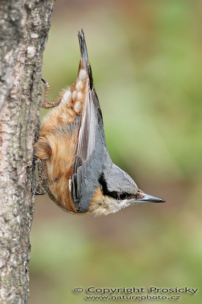 Brhlík lesní (Sitta europaea), Brhlík lesní (Sitta europaea), Autor: Ondřej Prosický, Model aparátu: Canon EOS 20D, Objektiv Canon EF 400mm f/5.6 L USM, Přepočtené ohnisko: 640 mm, stativ Gitzo 1227 + 1377M, Clona: 5.6, Doba expozice: 1/250 s, ISO: 200, Měření: celoplošné se zdůrazněným středem, Kompenzace expozice: -1/3 EV, Blesk: Ano + Better Beamer, korekce -2 EV), Vytvořeno: 17. dubna 2006 10:18, Praha - Troja (ČR)