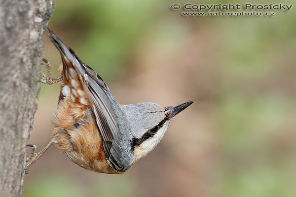 Brhlík lesní (Sitta europaea), Brhlík lesní (Sitta europaea), Eurasian Nuthatch, Autor: Ondřej Prosický, Model aparátu: Canon EOS 20D, Objektiv Canon EF 400mm f/5.6 L USM, Přepočtené ohnisko: 640 mm, stativ Gitzo 1227 + 1377M, Clona: 5.6, Doba expozice: 1/250 s, ISO: 200, Měření: celoplošné se zdůrazněným středem, Kompenzace expozice: -1/3 EV, Blesk: Ano + Better Beamer, korekce -2 EV), Vytvořeno: 17. dubna 2006 10:18, Praha - Troja (ČR)