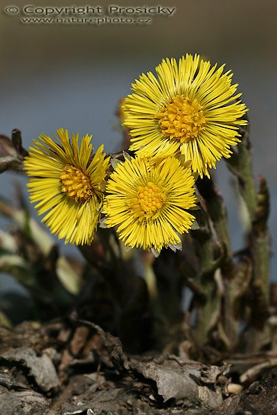 Podběl obecný (Tussilago farfara), Podběl obecný (Tussilago farfara), Autor: Ondřej Prosický, Model aparátu: Canon EOS 20D, Objektiv Canon EF 100mm f/2.8 Macro USM, Přepočtené ohnisko: 160 mm, fotografováno z ruky, Clona: 9.0, Doba expozice: 1/400 s, ISO: 100, Měření: celoplošné se zdůrazněným středem, Kompenzace expozice: -2/3 EV, Blesk: ne, Vytvořeno: 15. dubna 2006 7:26, pískovna Vojkovice (ČR)