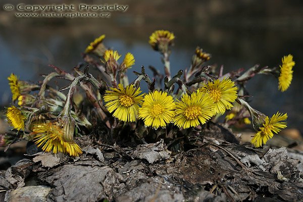 Podběl obecný (Tussilago farfara), Podběl obecný (Tussilago farfara), Autor: Ondřej Prosický, Model aparátu: Canon EOS 20D, Objektiv Canon EF 17-40mm f/4 L USM, Přepočtené ohnisko: 64 mm, mezikroužek Kenko 20mm, fotografováno z ruky, Clona: 8.0, Doba expozice: 1/200 s, ISO: 100, Měření: celoplošné se zdůrazněným středem, Kompenzace expozice: 0 EV, Blesk: ne, Vytvořeno: 15. dubna 2006 7:28, pískovna Vojkovice (ČR)