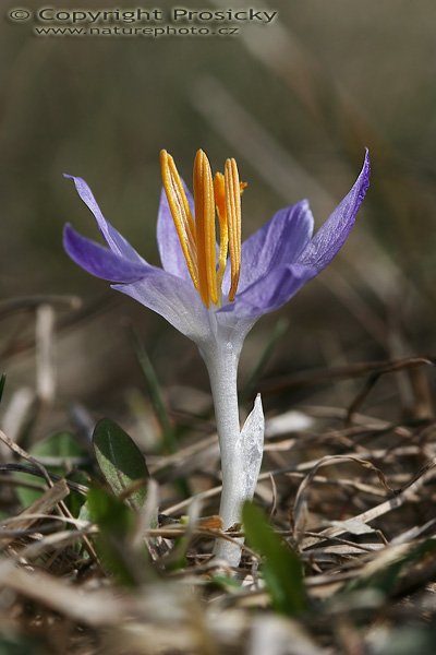 Šafrán heuffeluf (crocus heuffelianus), Šafrán heuffeluf (crocus heuffelianus), Autor: Ondřej Prosický, Model aparátu: Canon EOS 20D, Objektiv Canon EF 100mm f/2.8 Macro USM, Přepočtené ohnisko: 160mm, fotografováno z ruky, Clona: 8.0, Doba expozice: 1/250 s, ISO: 100, Měření: celoplošné se zdůrazněným středem, Kompenzace expozice: -1/3 EV, Blesk: ne, Vytvořeno: 15. dubna 2006 13:13, Hostivice (ČR)