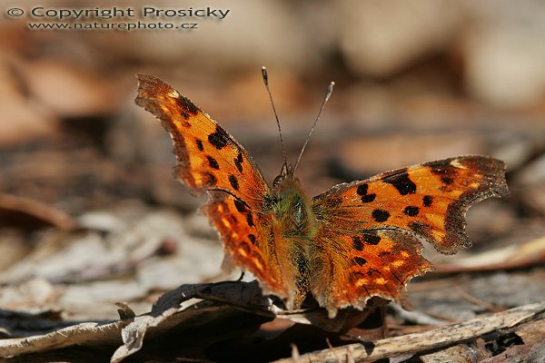 Babočka bílé c (Polygonia c-album), Babočka bílé c (Polygonia c-album), Autor: Ondřej Prosický, Model aparátu: Canon EOS 20D, Objektiv Canon EF 100mm f/2.8 Macro USM, Přepočtené ohnisko: 160mm, fotografováno z ruky, Clona: 8.0, Doba expozice: 1/200 s, ISO: 100, Měření: celoplošné se zdůrazněným středem, Kompenzace expozice: -1/3 EV, Blesk: ne, Vytvořeno: 8. dubna 2006 11:28, rezervace Kaňk u Kutné Hory (ČR)