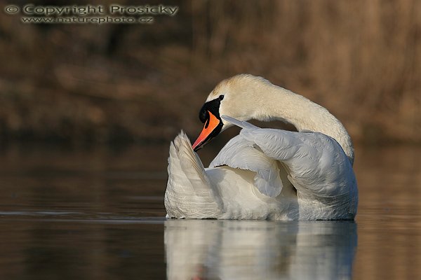 Labuť velká (Cygnus olor), Labuť velká (Cygnus olor), Autor: Ondřej Prosický, Model aparátu: Canon EOS 20D, Objektiv Canon EF 400mm f/5.6 L USM, Přepočtené ohnisko: 640 mm, stativ Gitzo 1227 + 1377M, Clona: 7.1, Doba expozice: 1/800 s, ISO: 100, Měření: celoplošné se zdůrazněným středem, Kompenzace expozice: -2/3, Blesk: ne, Vytvořeno: 15. dubna 2006 8:08, pískovna Vojkovice (ČR)