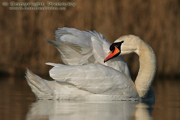 Labuť velká (Cygnus olor), Labuť velká (Cygnus olor), Autor: Ondřej Prosický, Model aparátu: Canon EOS 20D, Objektiv Canon EF 400mm f/5.6 L USM, Přepočtené ohnisko: 640 mm, stativ Gitzo 1227 + 1377M, Clona: 7.1, Doba expozice: 1/3200 s, ISO: 100, Měření: bodové, Kompenzace expozice: -2/3, Blesk: ne, Vytvořeno: 15. dubna 2006 8:09, pískovna Vojkovice (ČR)