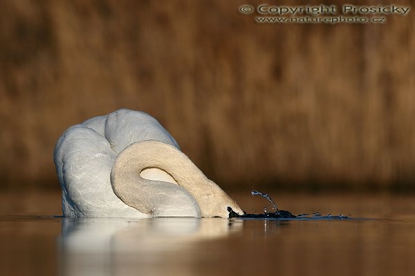 Labuť velká (Cygnus olor), Labuť velká (Cygnus olor), Autor: Ondřej Prosický, Model aparátu: Canon EOS 20D, Objektiv Canon EF 400mm f/5.6 L USM, Přepočtené ohnisko: 640 mm, stativ Gitzo 1227 + 1377M, Clona: 6.3, Doba expozice: 1/1600 s, ISO: 100, Měření: celoplošné se zvýrazněným středem, Kompenzace expozice: -2/3, Blesk: ne, Vytvořeno: 15. dubna 2006 8:01, pískovna Vojkovice (ČR)