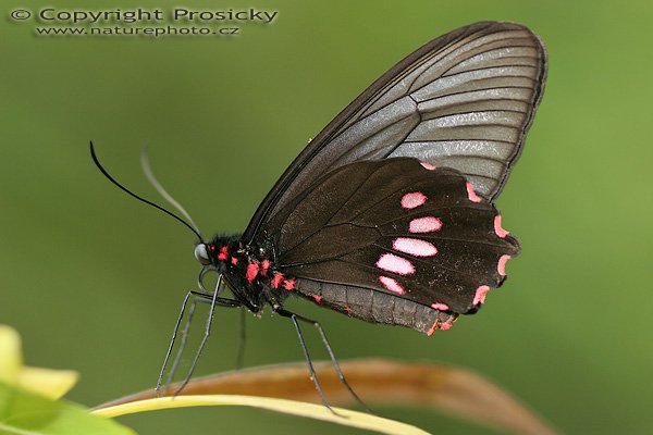 motýl otakárek Parides sp., Parides sp., Common Mormon, Autor: Ondřej Prosický, Model aparátu: Canon EOS 20D, Objektiv Canon EF 100mm f/2.8 Macro USM, Přepočtené ohnisko: 160mm, fotografováno z ruky, Clona: 3.5, Doba expozice: 1/160 s, ISO: 400, Měření: celoplošné se zdůrazněným středem, Kompenzace expozice: 0 EV, Blesk: ne, Vytvořeno: 17. dubna 2006 9:47, skleník Fatamorgana, Botaniká zahrada Praha - Troja (ČR)