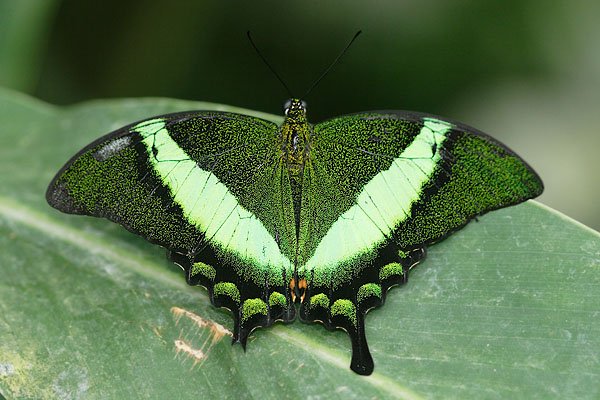 Papilio palinurus, Emerald Swallowtail, Emerald Swallowtail, Common Mormon, Autor: Ondřej Prosický, Model aparátu: Canon EOS 20D, Objektiv Canon EF 100mm f/2.8 Macro USM, Přepočtené ohnisko: 160mm, fotografováno z ruky, Clona: 3.5, Doba expozice: 1/160 s, ISO: 400, Měření: celoplošné se zdůrazněným středem, Kompenzace expozice: 0 EV, Blesk: ano, vestavěný s rozptilkou, Vytvořeno: 17. dubna 2006 9:50, skleník Fatamorgana, Botaniká zahrada Praha - Troja (ČR)