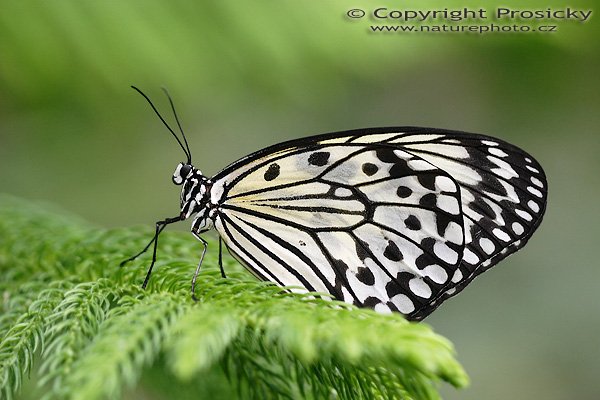 Idea leuconoe, Idea leuconoe, Paper Kite, Autor: Ondřej Prosický, Model aparátu: Canon EOS 20D, Objektiv Canon EF 100mm f/2.8 Macro USM, Přepočtené ohnisko: 160mm, fotografováno z ruky, Clona: 3.50, Doba expozice: 1/160 s, ISO: 400, Měření: celoplošné se zdůrazněným středem, Kompenzace expozice: 0 EV, Blesk: ano, vestavěný s rozptylkou, Vytvořeno: 17. dubna 2006 9:53, skleník Fatamorgana, Botaniká zahrada Praha - Troja (ČR)