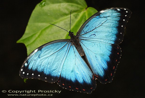 Morpho peleides, Morpho peleides, Autor: Ondřej Prosický, Model aparátu: Canon EOS 20D, Objektiv Canon EF 100mm f/2.8 Macro USM, Přepočtené ohnisko: 160mm, fotografováno z ruky, Clona: 4.0, Doba expozice: 1/80 s, ISO: 400, Měření: celoplošné se zdůrazněným středem, Kompenzace expozice: 0 EV, Blesk: ne, Vytvořeno: 17. dubna 2006 10:01, skleník Fatamorgana, Botaniká zahrada Praha - Troja (ČR)