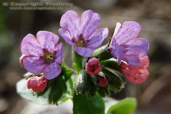 Plicník tmavý (Pulmonaria obscura), Plicník tmavý (Pulmonaria obscura), Autor: Ondřej Prosický, Model aparátu: Canon EOS 20D, Objektiv Canon EF 17-40mm f/4 L USM, Přepočtené ohnisko: 64mm, mezikroužek Kenko 20mm, fotografováno z ruky, Clona: 8.0, Doba expozice: 1/50 s, ISO: 400, Měření: celoplošné se zdůrazněným středem, Kompenzace expozice: 0 EV, Blesk: ne, Vytvořeno: 22. dubna 2006 9:48, Skryje, CHKO Křivoklátsko (ČR)