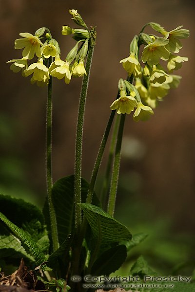 Prvosenka jarní (Primula veris), Prvosenka jarní (Primula veris), Autor: Ondřej Prosický, Model aparátu: Canon EOS 20D, Objektiv Canon EF 400mm f/5.6 L USM, Přepočtené ohnisko: 640mm, mezikroužek Kenko 20mm, fotografováno z ruky, Clona: 6.3, Doba expozice: 1/200 s, ISO: 100, Měření: celoplošné se zdůrazněným středem, Kompenzace expozice: -1/3 EV, Blesk: ne, Vytvořeno: 22. dubna 2006 11:47, Skryje, CHKO Křivoklátsko (ČR)