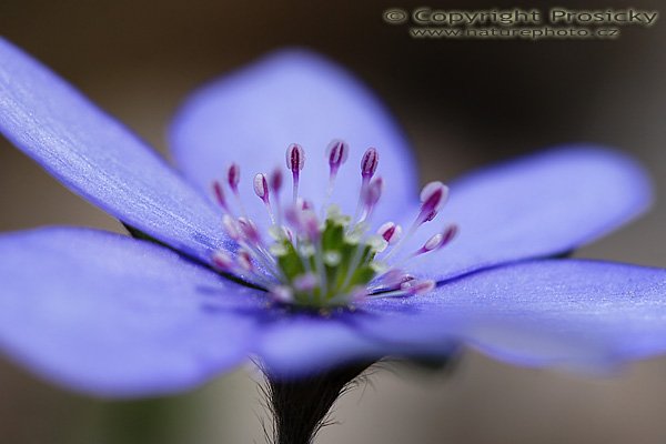 Jaterník podléška (Hepatica nobilis), Jaterník podléška (Hepatica nobilis), Autor: Ondřej Prosický, Model aparátu: Canon EOS 20D, Objektiv Canon EF 100mm f/2.8 Macro USM, Přepočtené ohnisko: 160mm, fotografováno z ruky, Clona: 5.0, Doba expozice: 1/160 s, ISO: 100, Měření: celoplošné se zdůrazněným středem, Kompenzace expozice: 0 EV, Blesk: ne, Vytvořeno: 22. dubna 2006 10:01, Skryje, CHKO Křivoklátsko (ČR)