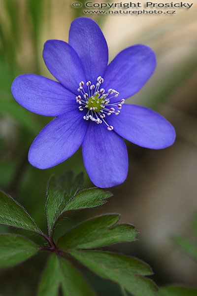 Jaterník podléška (Hepatica nobilis), Jaterník podléška (Hepatica nobilis), Autor: Ondřej Prosický, Model aparátu: Canon EOS 20D, Objektiv Canon EF 100mm f/2.8 Macro USM, Přepočtené ohnisko: 160mm, fotografováno z ruky, Clona: 4.5, Doba expozice: 1/125 s, ISO: 200, Měření: celoplošné se zdůrazněným středem, Kompenzace expozice: 0 EV, Blesk: ne, Vytvořeno: 22. dubna 2006 9:50, Skryje, CHKO Křivoklátsko (ČR)