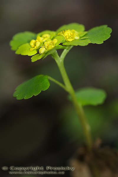 Mokrýš střídavolistý (Chrysosplenium alternifolium), Mokrýš střídavolistý (Chrysosplenium alternifolium), Autor: Ondřej Prosický, Model aparátu: Canon EOS 20D, Objektiv Canon EF 100mm f/2.8 Macro USM, Přepočtené ohnisko: 160mm, fotografováno z ruky, Clona: 4.0, Doba expozice: 1/250 s, ISO: 200, Měření: celoplošné se zdůrazněným středem, Kompenzace expozice: 0 EV, Blesk: ano, vestavěný s rozptylkou, Vytvořeno: 22. dubna 2006 10:26, Skryje, CHKO Křivoklátsko (ČR)