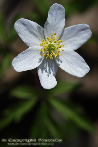 Sasanka hajní (Anemone nemorosa), Sasanka hajní (Anemone nemorosa), Autor: Ondřej Prosický, Model aparátu: Canon EOS 20D, Objektiv Canon EF 100mm f/2.8 Macro USM, Přepočtené ohnisko: 160mm, fotografováno z ruky, Clona: 3.5, Doba expozice: 1/500 s, ISO: 100, Měření: celoplošné se zdůrazněným středem, Kompenzace expozice: -2/3 EV, Blesk: ne, Vytvořeno: 22. dubna 2006 9:52, Skryje, CHKO Křivoklátsko (ČR)