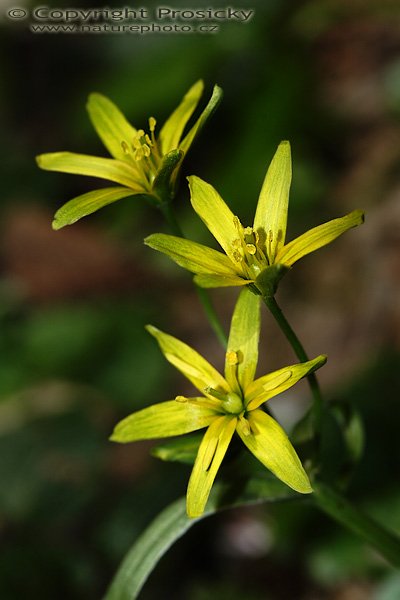 Křivatec žlutý (Gagea lutea), Křivatec žlutý (Gagea lutea), Autor: Ondřej Prosický, Model aparátu: Canon EOS 20D, Objektiv Canon EF 100mm f/2.8 Macro USM, Přepočtené ohnisko: 160mm, fotografováno z ruky, Clona: 8.0, Doba expozice: 1/250 s, ISO: 100, Měření: celoplošné se zdůrazněným středem, Kompenzace expozice: 0 EV, Blesk: ano, vestavěný s rozptylkou, Vytvořeno: 22. dubna 2006 11:34, Skryje, CHKO Křivoklátsko (ČR)